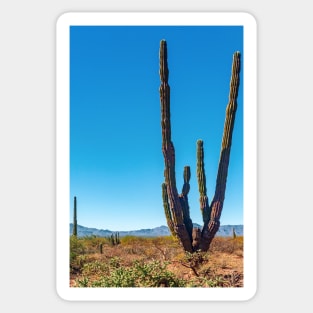 Cacti, Baja Sur, Mexico Sticker